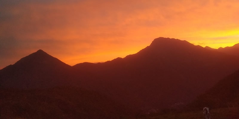 Mucche su sfondo arancio