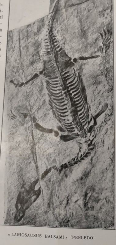 lariosauro__16_.jpg (76 KB)