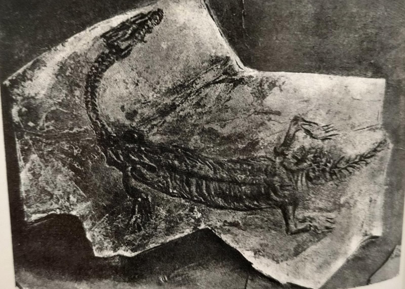 lariosauro__2_.jpg (148 KB)