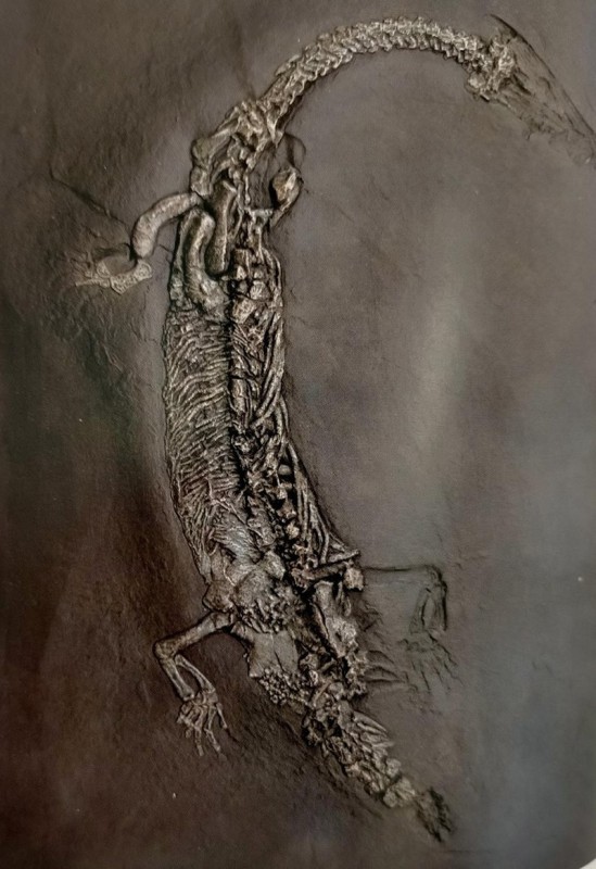 lariosauro__3_.jpg (95 KB)