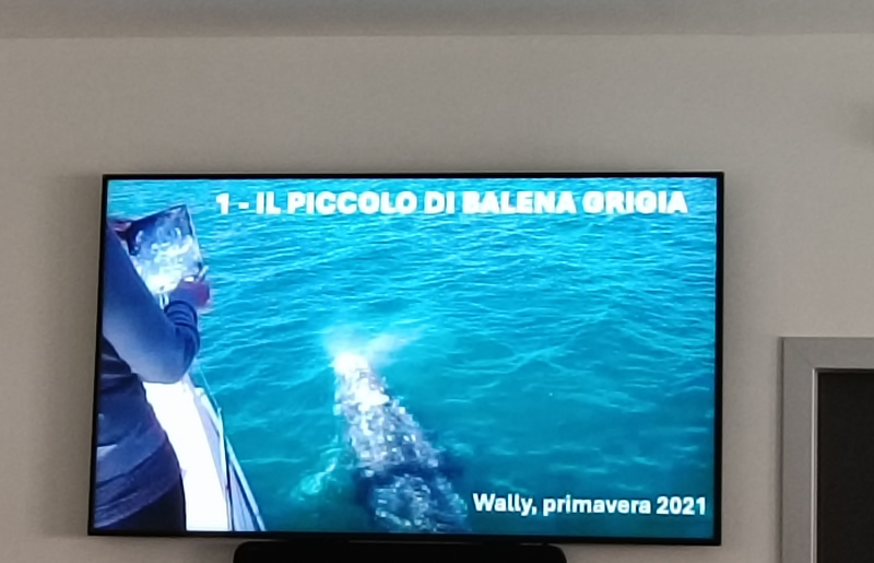 rosauragalbiati__3_.jpg (100 KB)