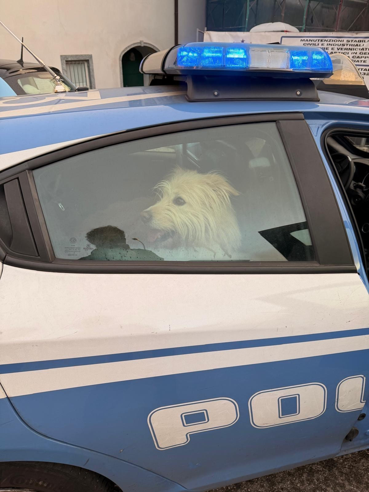 LeccoSalvattaggioCane3.jpg (235 KB)