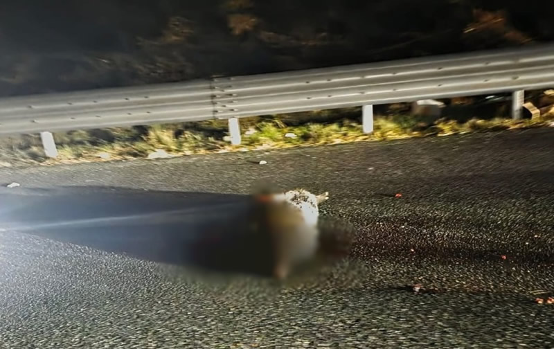 cinghiali1.jpg (102 KB)