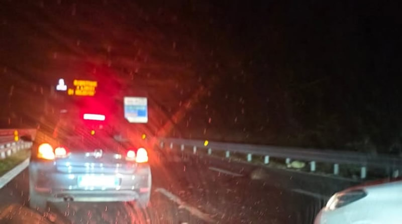 cinghiali2.jpg (41 KB)