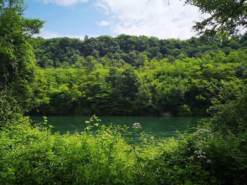 foresteparco__1_.jpg (624 KB)