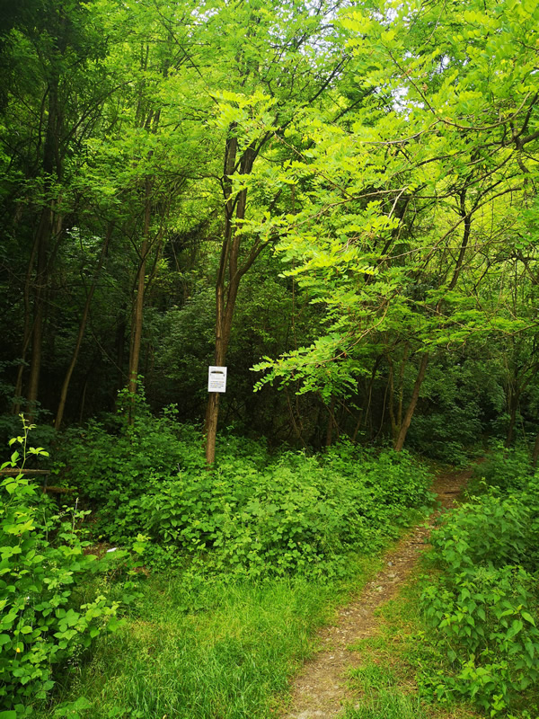 foresteparco__4_.jpg (319 KB)