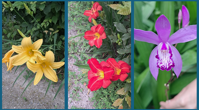 Comunita_montana_fiori.jpg.png (680 KB)