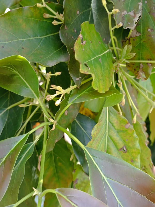 avocado__2_.jpg (110 KB)