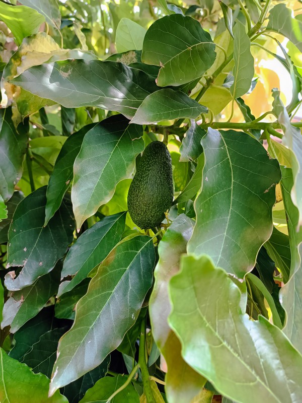 avocado__3_.jpg (145 KB)