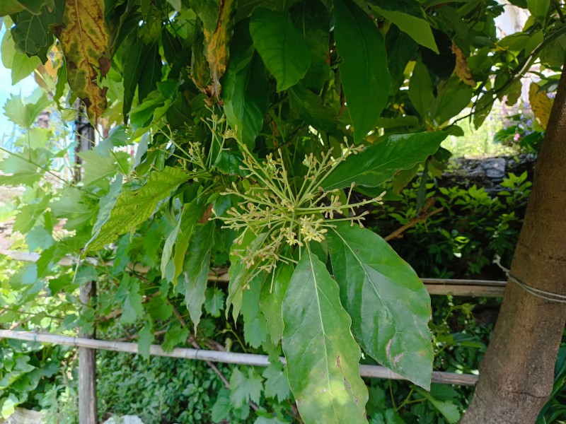 avocado__4_.jpg (147 KB)