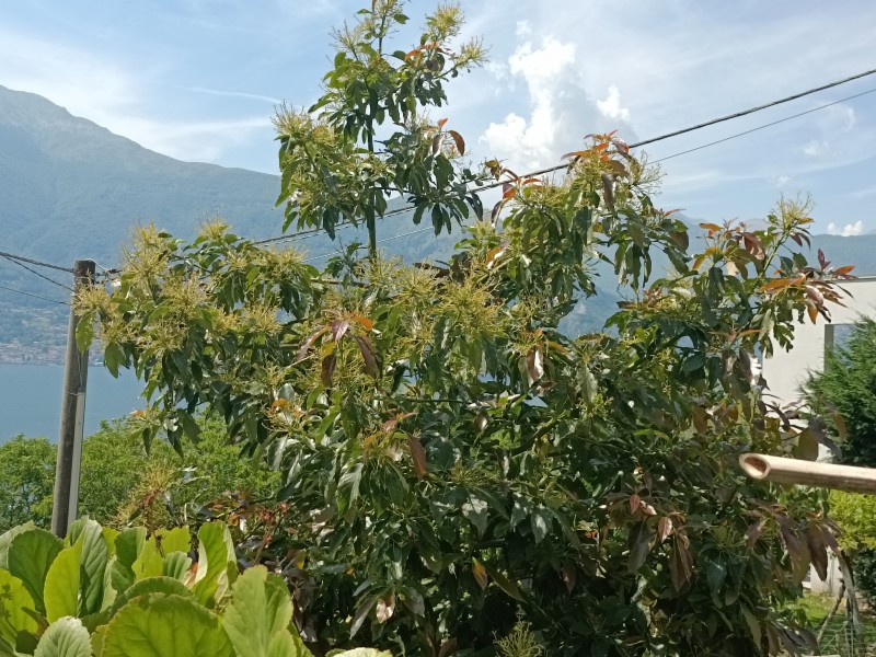 avocado__6_.jpg (168 KB)