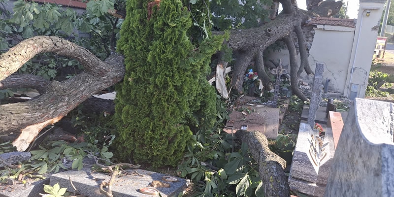 colle_albero5.jpg (268 KB)