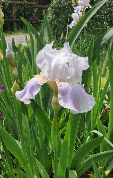 Iris_mostosi.jpg (123 KB)