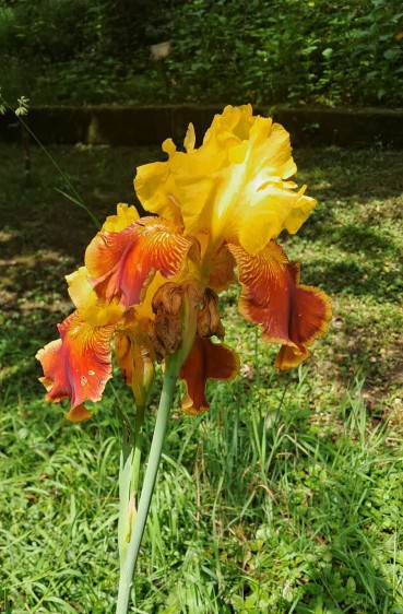 Iris_mostosi_3.jpg (137 KB)