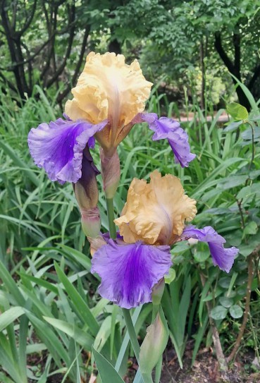 Iris_mostosi_4.jpg (113 KB)
