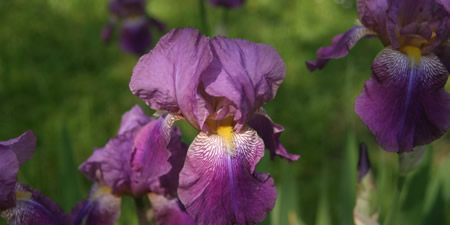 Iris_mostosipr.jpg (25 KB)