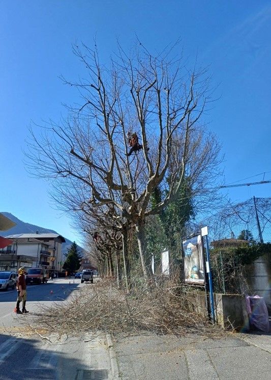 tree_climbers_Valmadrera__1_.jpg (142 KB)