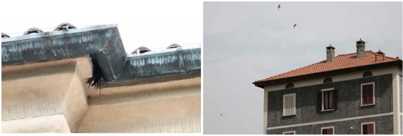 Rondoni_Molteno_e_Bosisio.jpg (37 KB)