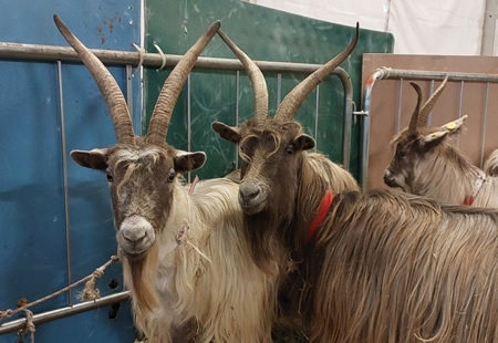 capraannunciopr.jpg (56 KB)