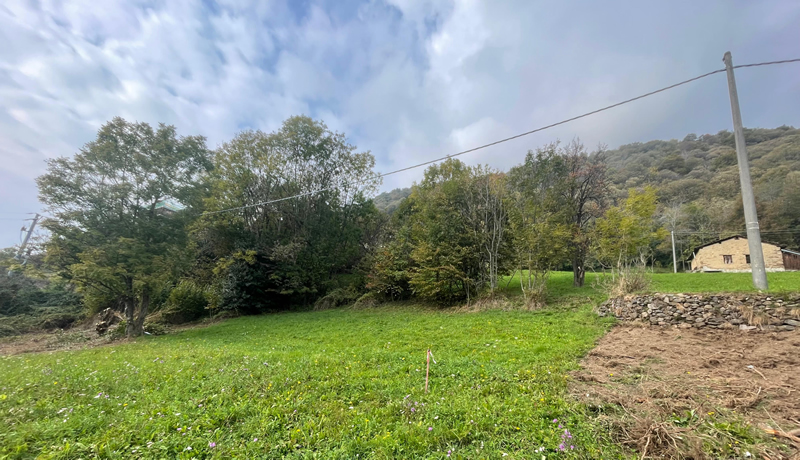 custodiradici__2_.jpg (320 KB)