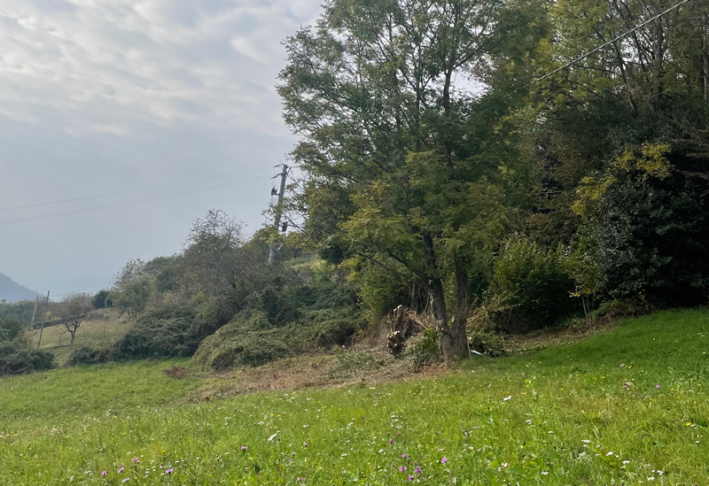 custodiradici__4_.jpg (368 KB)