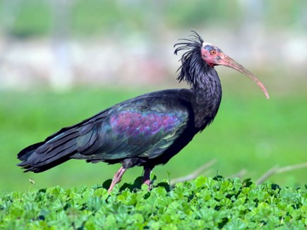 ibis1.jpg (37 KB)