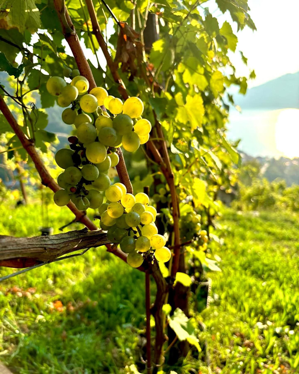 vendemmia__4_.jpg (390 KB)