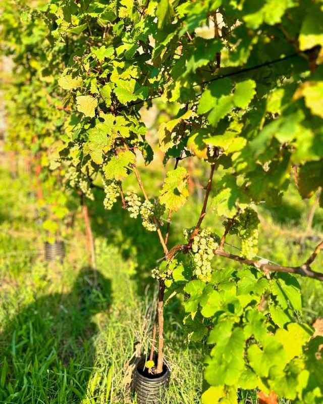 vendemmia__5_.jpg (165 KB)