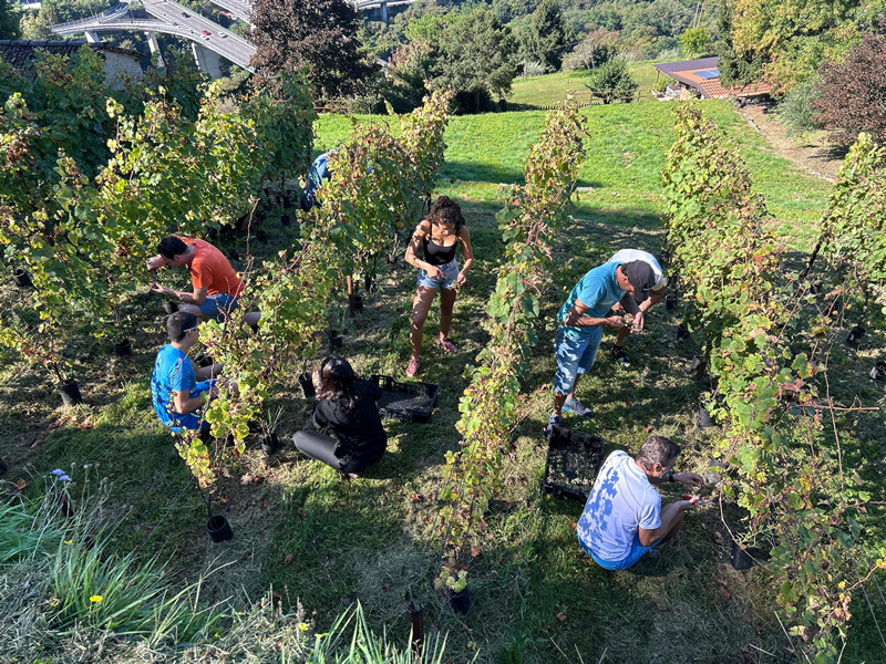 vendemmia__8_.jpg (704 KB)