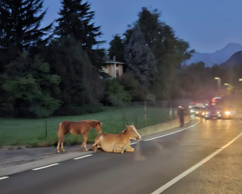 cavalloinvestito1.jpg (75 KB)