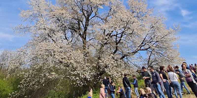 besanaciliegio_prima.jpg (164 KB)