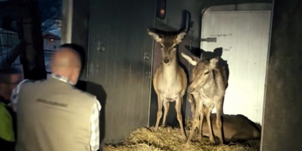 cervimargno2-1.jpg (79 KB)