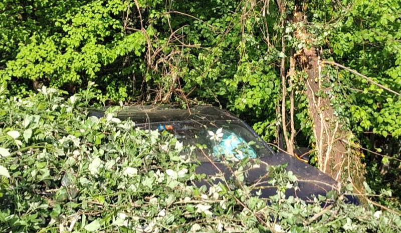 crandolaauto5.jpg (183 KB)