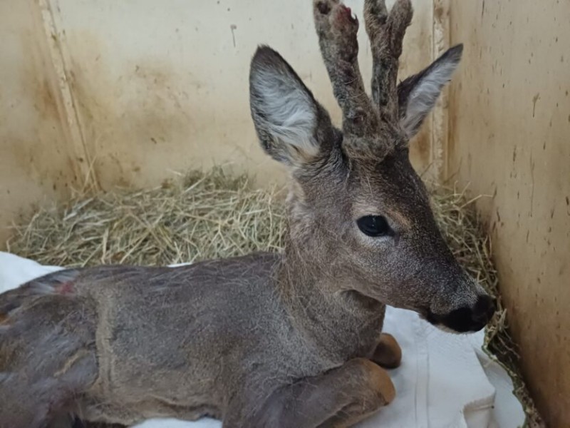 poliza-provinciale-capriolo-olginate-1-834x626.jpeg (91 KB)