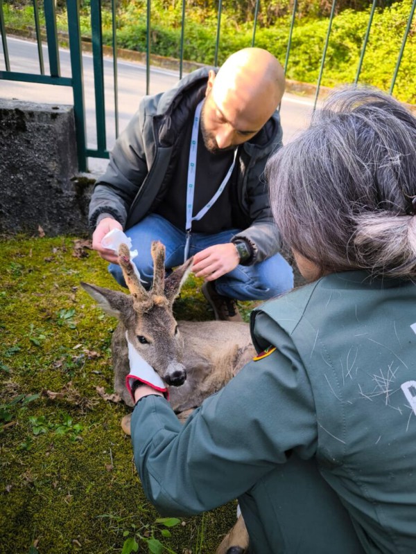 poliza-provinciale-capriolo-olginate-3-834x1112.jpeg (144 KB)