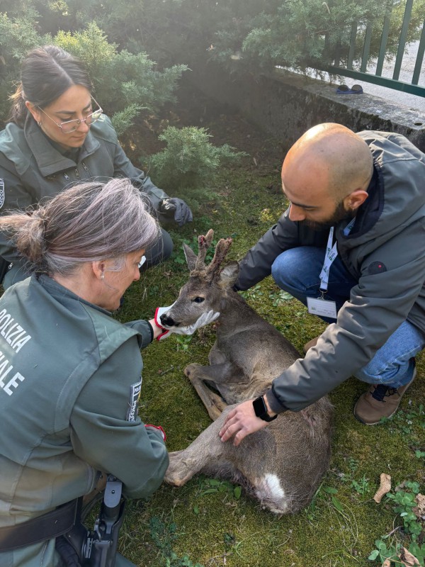 poliza-provinciale-capriolo-olginate-5.jpeg (149 KB)