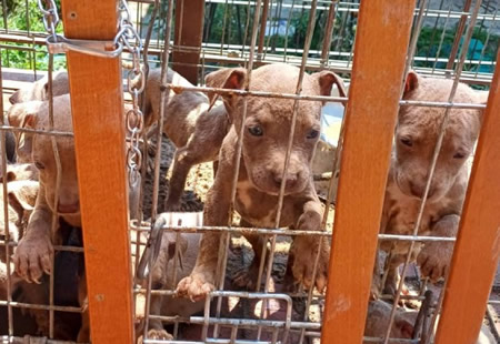 canisole.jpg (56 KB)