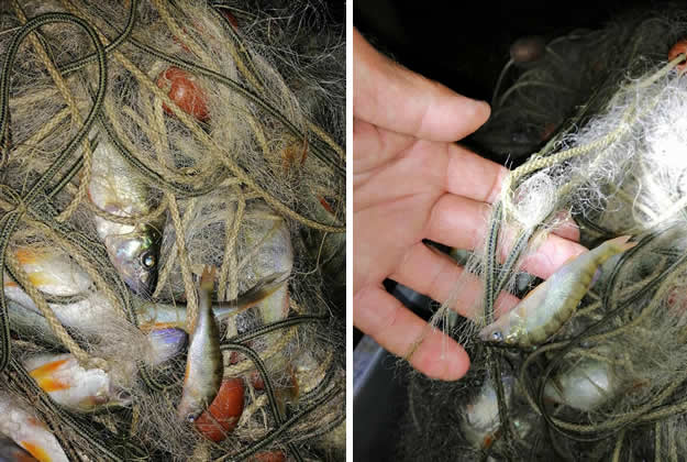 fipsas2025__1_.jpg (54 KB)