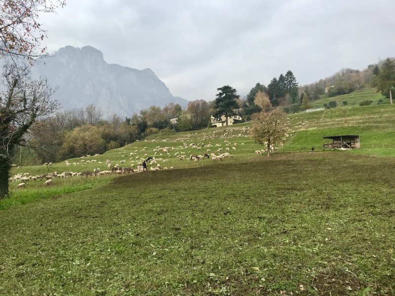 IMMAGINE_02_-_TRANSUMANZA_E_PAESAGGIO.jpeg (167 KB)