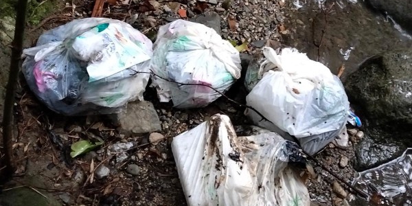 pattumebuliga1pr.jpg (121 KB)