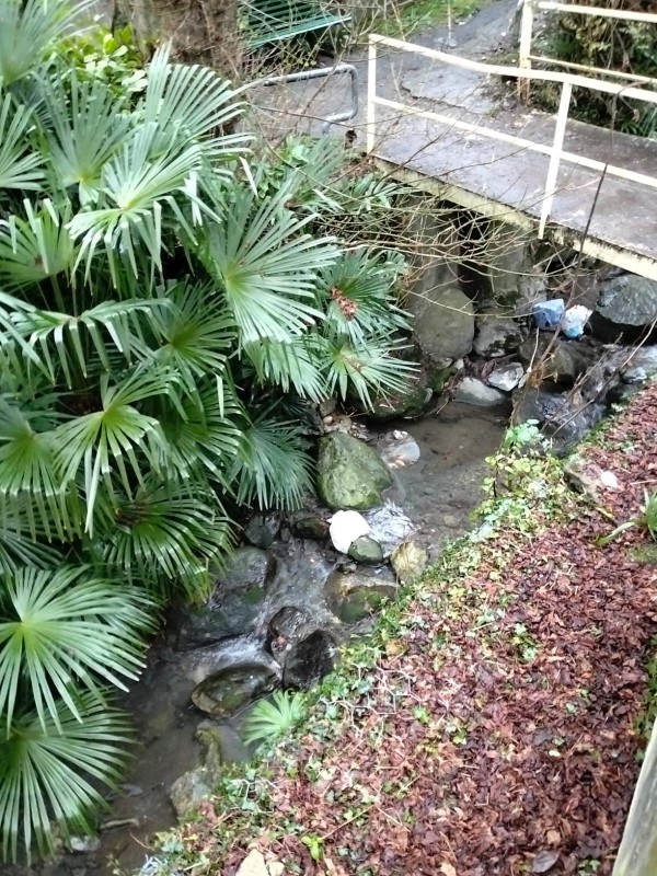 pattumebuliga3.jpg (204 KB)