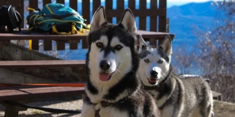 husky2-1.jpg (106 KB)