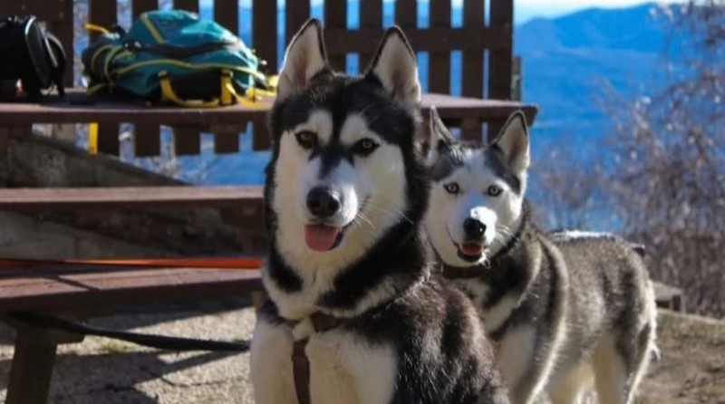 husky2.jpg (68 KB)