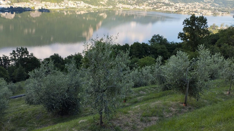olivi.jpg (271 KB)