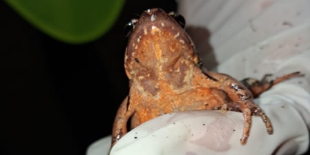 ParcoSalvaGuardiaAnfibiPRIMA.jpg (41 KB)