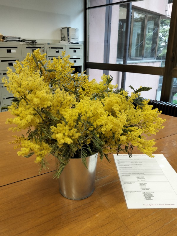 mimosaparini6.jpg (138 KB)