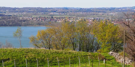 Tra i vigneti in primavera