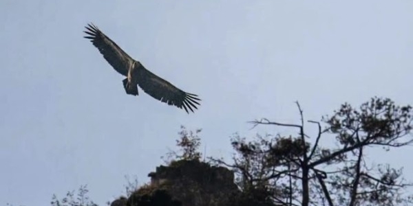 Grifoni nei cieli della Valsassina. Gli scatti di Claudio Pigazzi