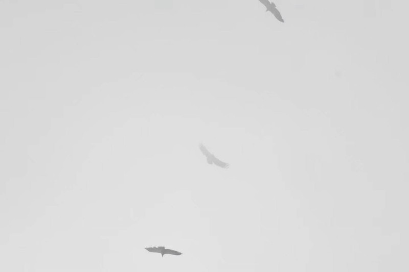 grigone3.jpg (8 KB)