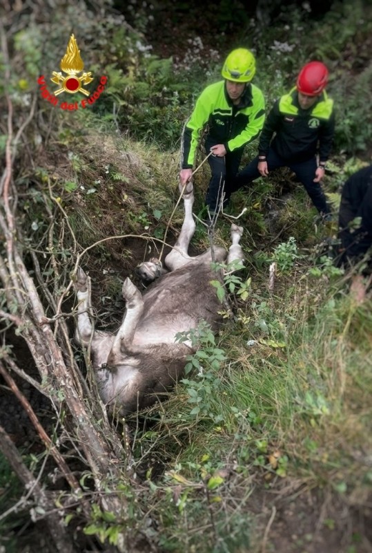 mucca1.jpg (138 KB)